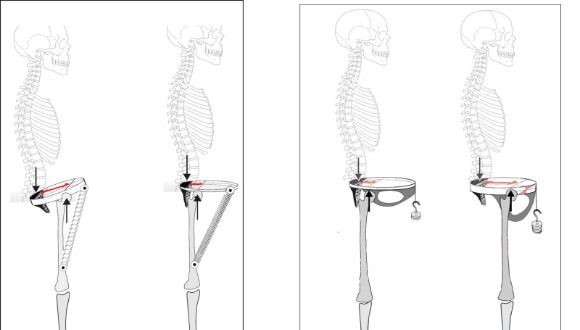 A reconstruction of the skeleton 26 580x330