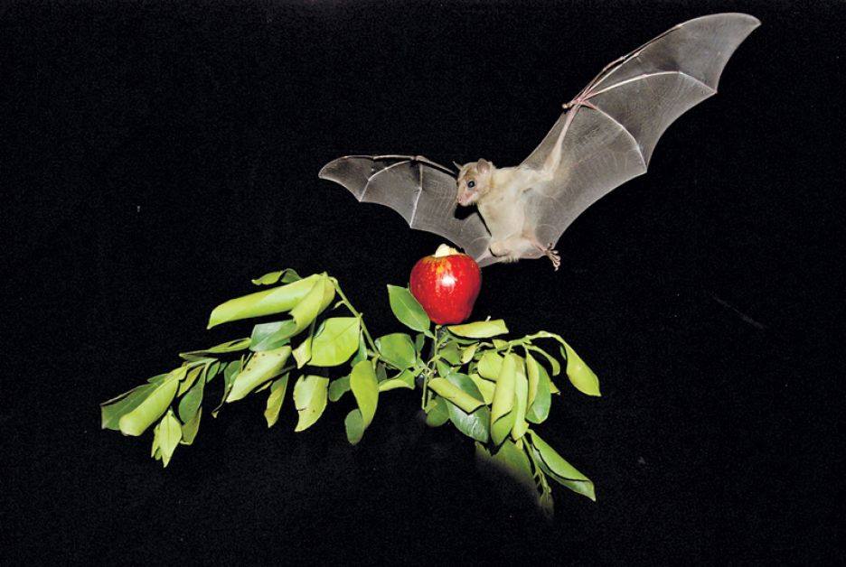 Bats