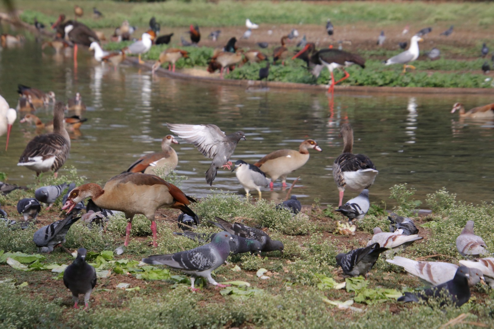 Bird species at the Zoological Garden 