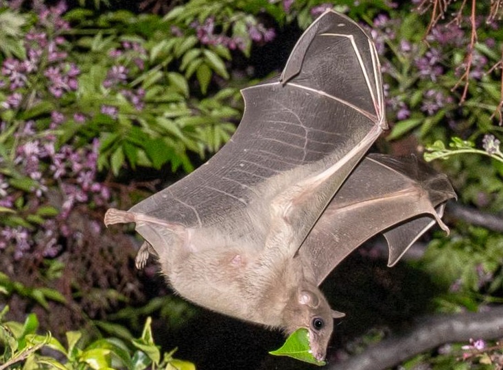 Chauve souris frugivore cover