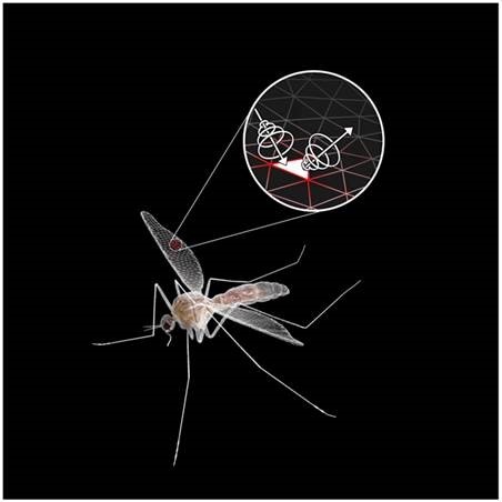 Simulation moustique
