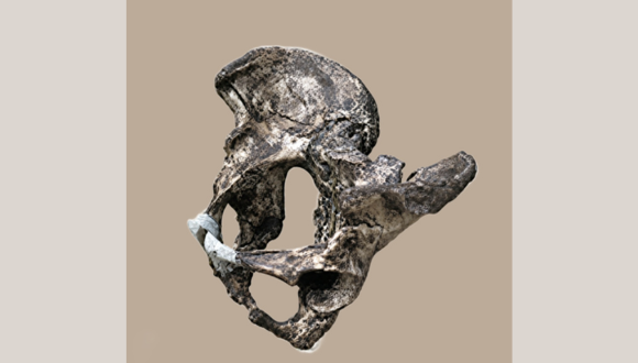 The Neanderthal pelvis 580
