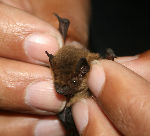 bat1 1
