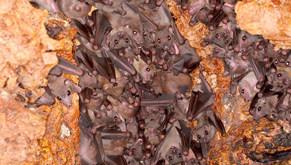 bats talk 580