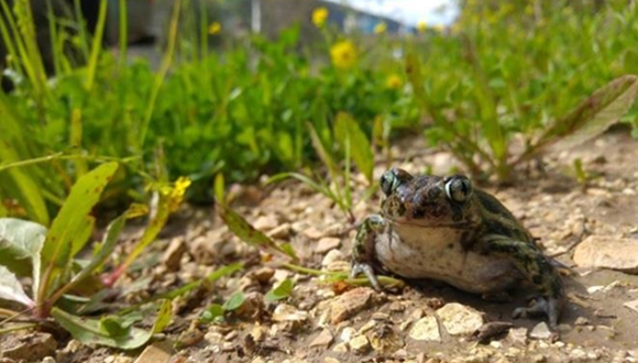 frogs 1 0