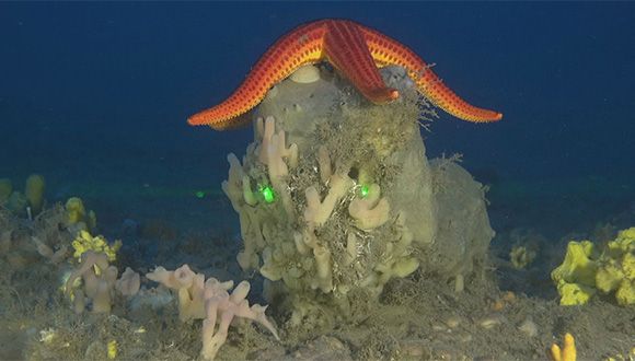 sponge2 580