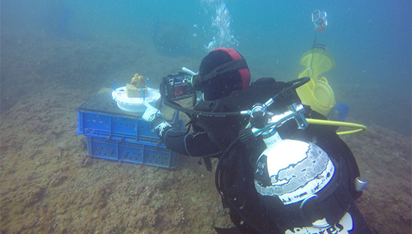 sponge3 580