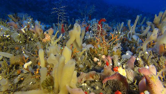 sponges 580 1